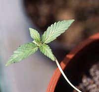 Flora-Cannabis-19920430-29.jpg