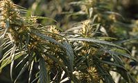 Flora-Cannabis-199808-010.jpg