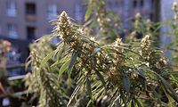 Flora-Cannabis-199808-012.jpg