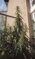 Flora-Cannabis-199808-017.jpg
