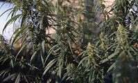 Flora-Cannabis-199808-019.jpg