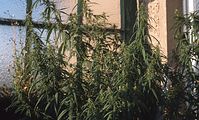 Flora-Cannabis-199808-020.jpg