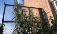 Flora-Cannabis-199808-022.jpg