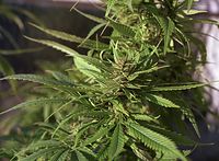 Flora-Cannabis-200110-11.jpg