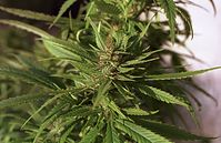 Flora-Cannabis-200110-12.jpg