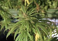 Flora-Cannabis-200110-14.jpg