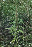Flora-Cannabis-20070805-11.jpg