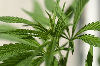 Flora-Cannabis-20100719-122.jpg