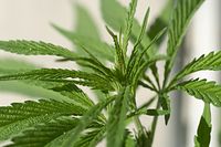 Flora-Cannabis-20100719-123.jpg