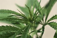 Flora-Cannabis-20100719-124.jpg