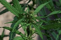 Flora-Cannabis-20100820-69.jpg