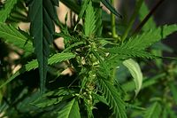 Flora-Cannabis-20100820-72.jpg