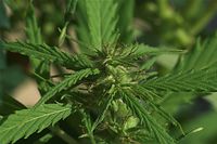Flora-Cannabis-20100820-79.jpg