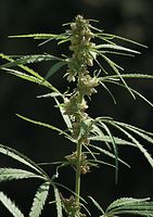 Flora-Cannabis-20100820-88.jpg