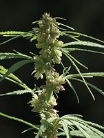 Flora-Cannabis-20100820-92.jpg