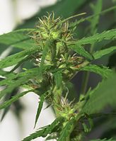 Flora-Cannabis-20100820-95.jpg