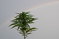 Flora-Cannabis-20120728-78.jpg
