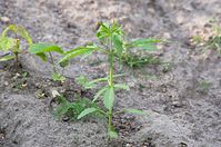 Flora-Cannabis-20140507-101.jpg