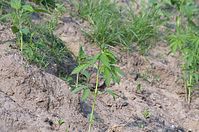 Flora-Cannabis-20140507-102.jpg