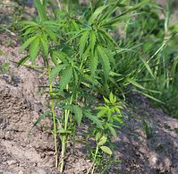 Flora-Cannabis-20140507-103.jpg