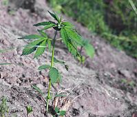 Flora-Cannabis-20140507-104.jpg