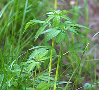 Flora-Cannabis-20140507-105.jpg