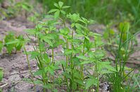 Flora-Cannabis-20140507-106.jpg