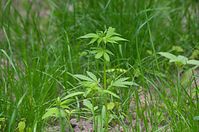 Flora-Cannabis-20140507-107.jpg