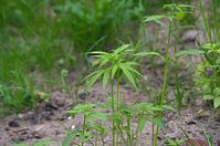 Flora-Cannabis-20140507-108.jpg