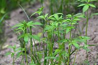 Flora-Cannabis-20140507-109.jpg