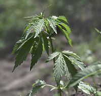Flora-Cannabis-20140511-106.jpg