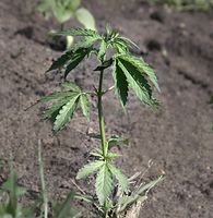 Flora-Cannabis-20140511-107.jpg