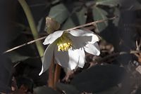 Flora-Christrose-20110306-18.jpg