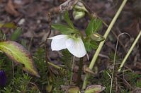 Flora-Christrose-20130309-118.jpg