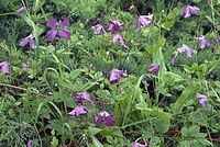 Flora-Clematis-20070626-217a.jpg