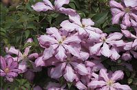 Flora-Clematis-20110529-10.jpg