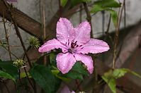 Flora-Clematis-20110704-16.jpg