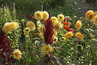 Flora-Dahlien-Fuchsschwanz-20080821-14.jpg