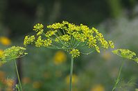 Flora-Dill-20110703-21.jpg