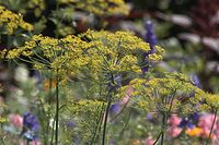 Flora-Dill-20110705-21.jpg