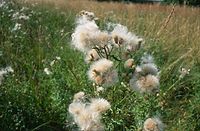 Flora-Distel-1995-035.jpg