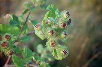 Dateiname=Flora-Distel-199908-14.jpg
Dateigröße=189KB
Abmessungen: 720x478
hinzugefügt am: 11. September 2014 Flora-Distel-199908-14.jpg