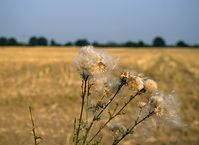 Flora-Distel-19990800-05.jpg