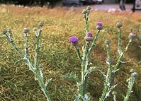 Dateiname=Flora-Distel-200107-06.jpg
Dateigröße=271KB
Abmessungen: 720x519
hinzugefügt am: 11. September 2014 Flora-Distel-200107-06.jpg