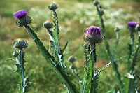 Dateiname=Flora-Distel-200107-12.jpg
Dateigröße=220KB
Abmessungen: 720x480
hinzugefügt am: 11. September 2014 Flora-Distel-200107-12.jpg
