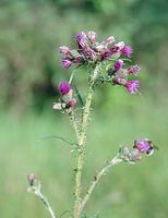 Dateiname=Flora-Distel-200107-18.jpg
Dateigröße=181KB
Abmessungen: 556x720
hinzugefügt am: 11. September 2014 Flora-Distel-200107-18.jpg