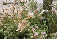 Dateiname=Flora-Distel-20020700-82.jpg
Dateigröße=230KB
Abmessungen: 720x496
hinzugefügt am: 11. September 2014 Flora-Distel-20020700-82.jpg