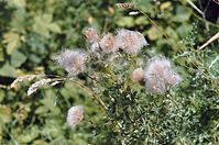 Flora-Distel-200208-07.jpg