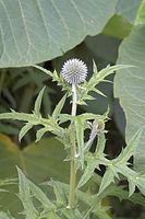 Flora-Distel-20050620-46.jpg