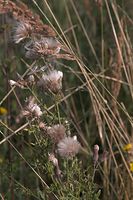 Flora-Distel-20060812-27.jpg